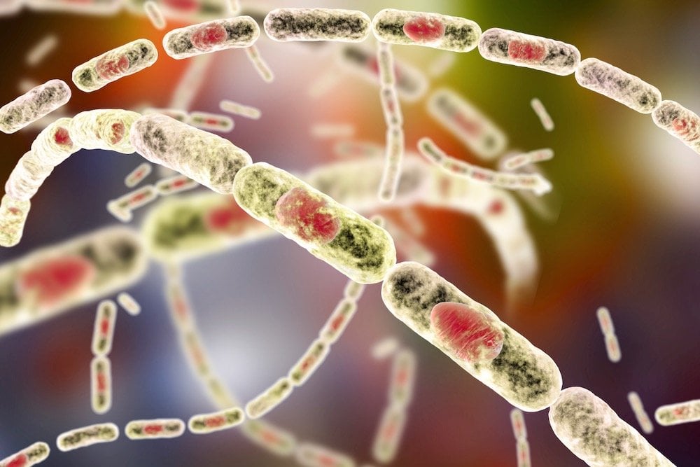 A 3-D illustration of Bacillus anthracis bacteria. (Dr_Microbe/iStock/Getty Images)
