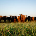 “Half of our cattle goes south, and when that (COOL) happened, it really reduced the amount of packer capacity for Canadian cattle.” – Melanie Wowk.