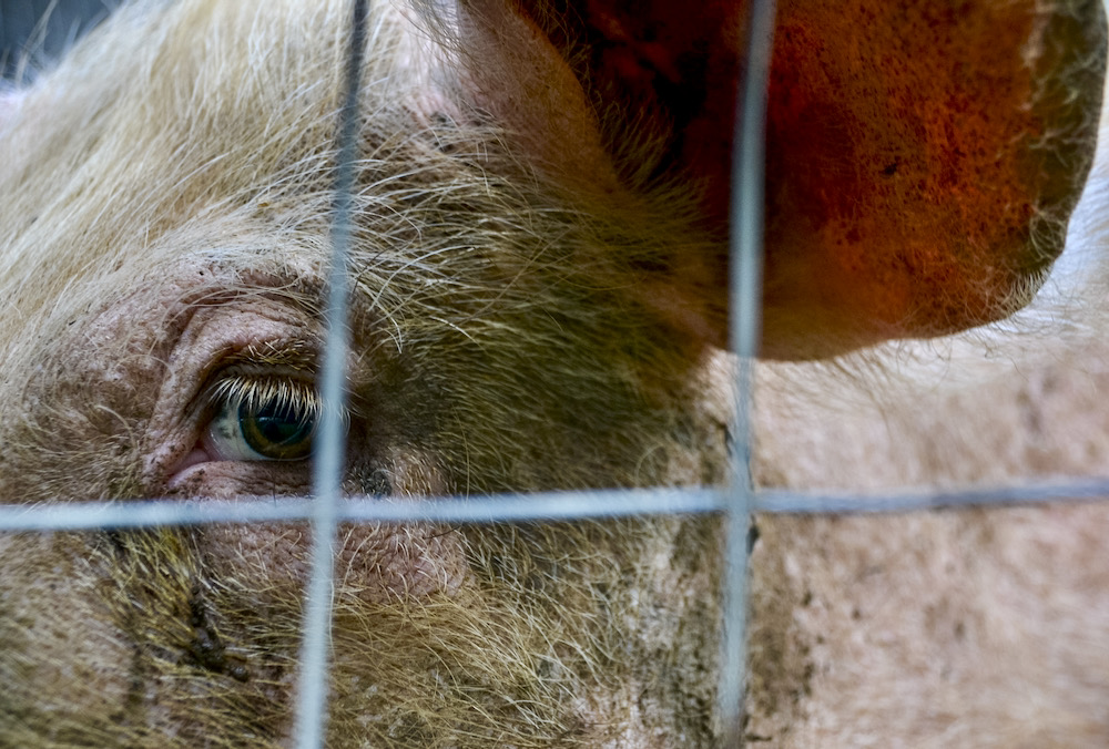 “The emergence of ASF in the Dominican Republic underscores the need for continued and strengthened vigilance to prevent the spread of ASF to other regions.” – CFIA.  Photo: iStock/Getty Images Plus
