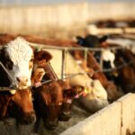 Cash cattle trades have declined by about 30 per cent since 2005.