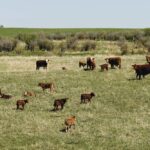 AgriProfit$ key indicators for cow-calf operations are referred to as GOLD: Growth (weaning weight), Open (rate), Length (of calving period) and Death (losses). Photo: Canada Beef.