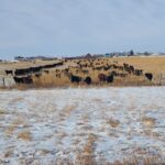 Winter grazing at Triple V Ranch in Manitoba.