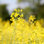 Heat and drought conditions this growing season have forced canola to develop early.
Photo: Greg Berg