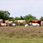 Cattle graze near Dauphin, Man. in late July. (Manitoba Co-operator photo by Alexis Stockford)
