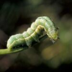 Alfalfa looper larva. (CanolaCouncil.org)