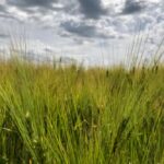 A barley crop south of Ethelton, Sask. on July 30, 2019. The Sask Stock Growers Association is calling for non-dwarf cereal varieties better suited to drought, a satellite-based forage insurance program, as well as other measures to enable producers to manage drought risks and make challenging business decisions.