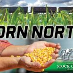 By working with grain companies and railways, the Saskatchewan Stock Growers’ Association plans to bring feed grains to drought-stricken livestock producers in the province.