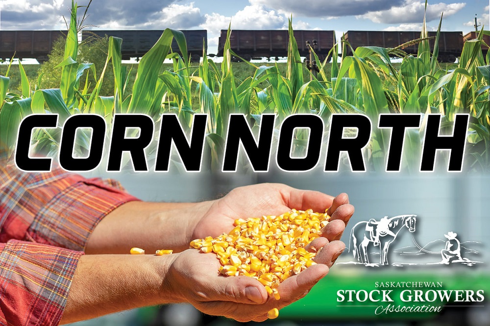By working with grain companies and railways, the Saskatchewan Stock Growers’ Association plans to bring feed grains to drought-stricken livestock producers in the province. 