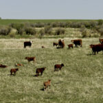 AgriProfit$ key indicators for cow-calf operations are referred to as GOLD: Growth (weaning weight), Open (rate), Length (of calving period) and Death (losses).