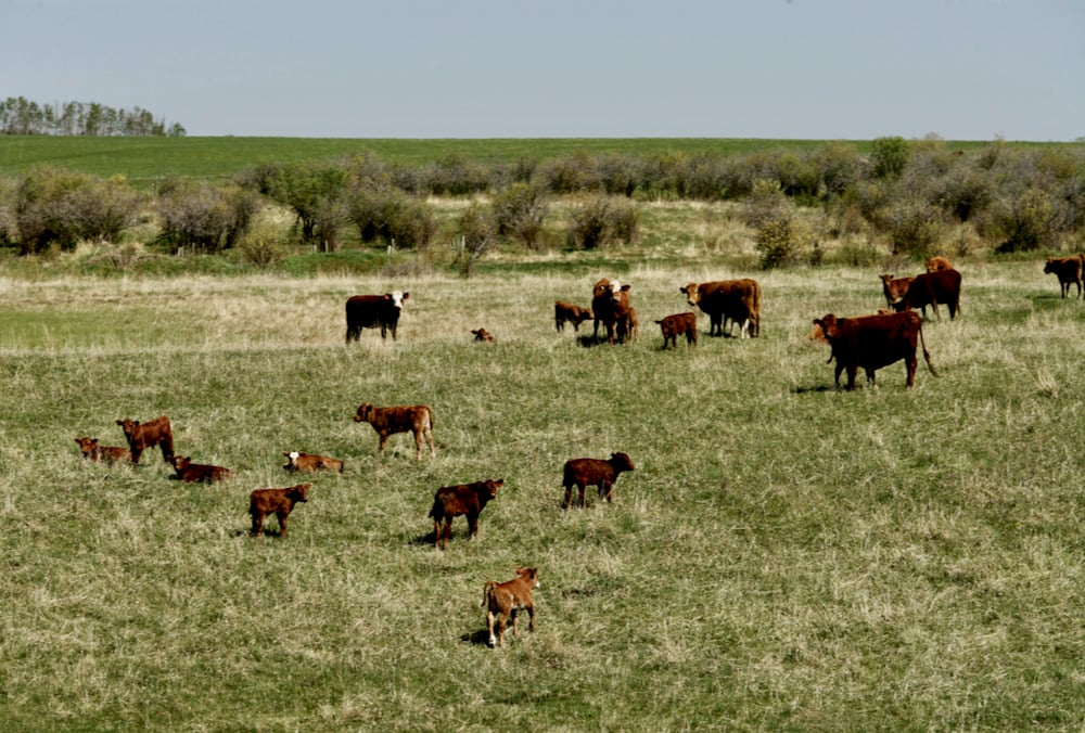 AgriProfit$ key indicators for cow-calf operations are referred to as GOLD: Growth (weaning weight), Open (rate), Length (of calving period) and Death (losses).