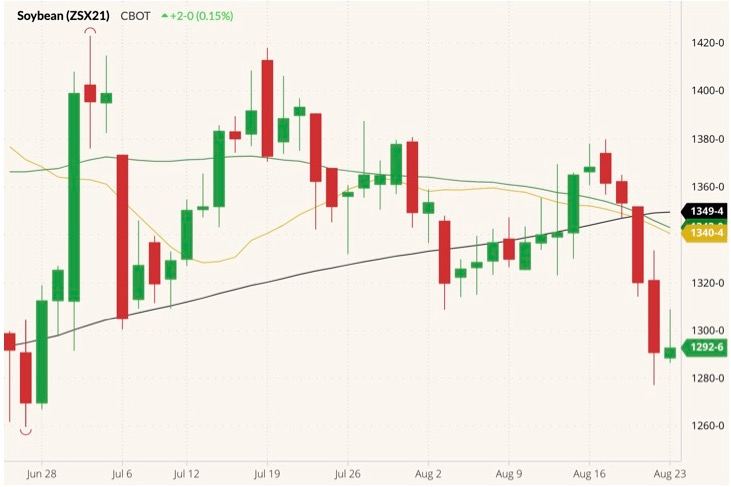 CBOT November 2021 soybeans (candlesticks) with 20-, 50- and 100-day moving averages (yellow, green and black lines). (Barchart)
