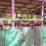 File photo of hogs in an outdoor pen on St. Croix in the U.S. Virgin Islands. (EAGiven/iStock/Getty Images)