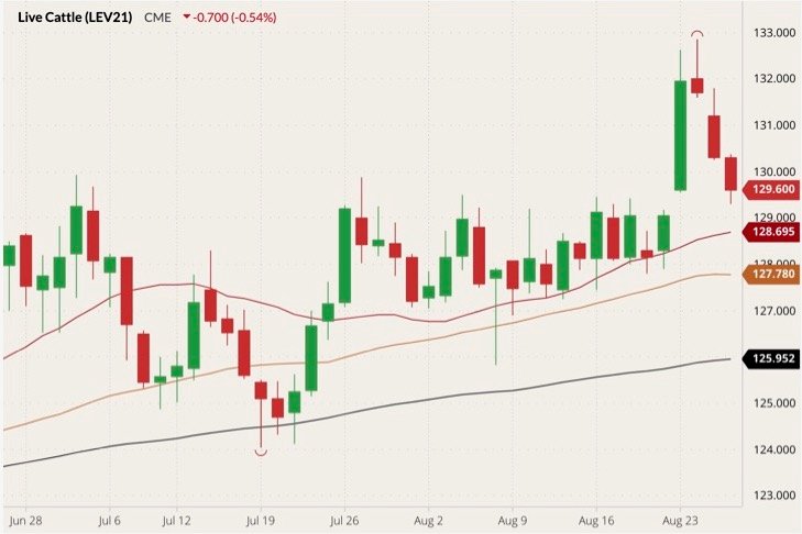 CME October 2021 live cattle (candlesticks) with 20-, 50- and 100-day moving averages (red, brown and black lines). (Barchart)
