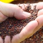 (Photo courtesy Canola Council of Canada)