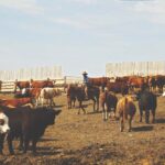 Checking cattle in a Canadian feedlot. Bovine respiratory disease remains the most common disease affecting feedlot cattle.
