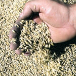 Feed barley price outlook