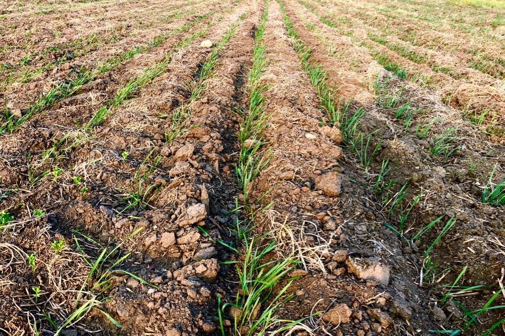 File photo of emerging durum south of Griffin, Sask. on May 31, 2019. (Leeann Minogue photo)
