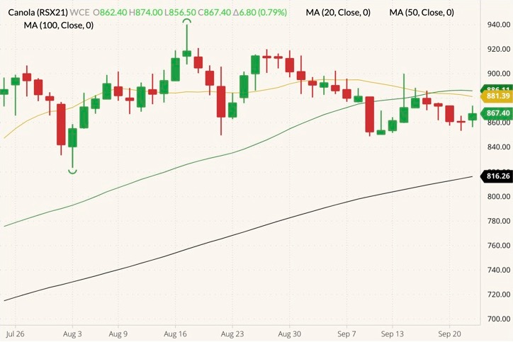 ICE November 2021 canola (candlesticks) with 20-, 50- and 100-day moving averages (yellow, green and black lines). (Barchart)
