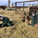 Gillian Arraial, Alexandra Shepherd and Bailey Hove learning to castrate calves while interning with Chelsea Geiger Pellerin and her family.