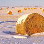 Are you relying on straw to get through this winter?