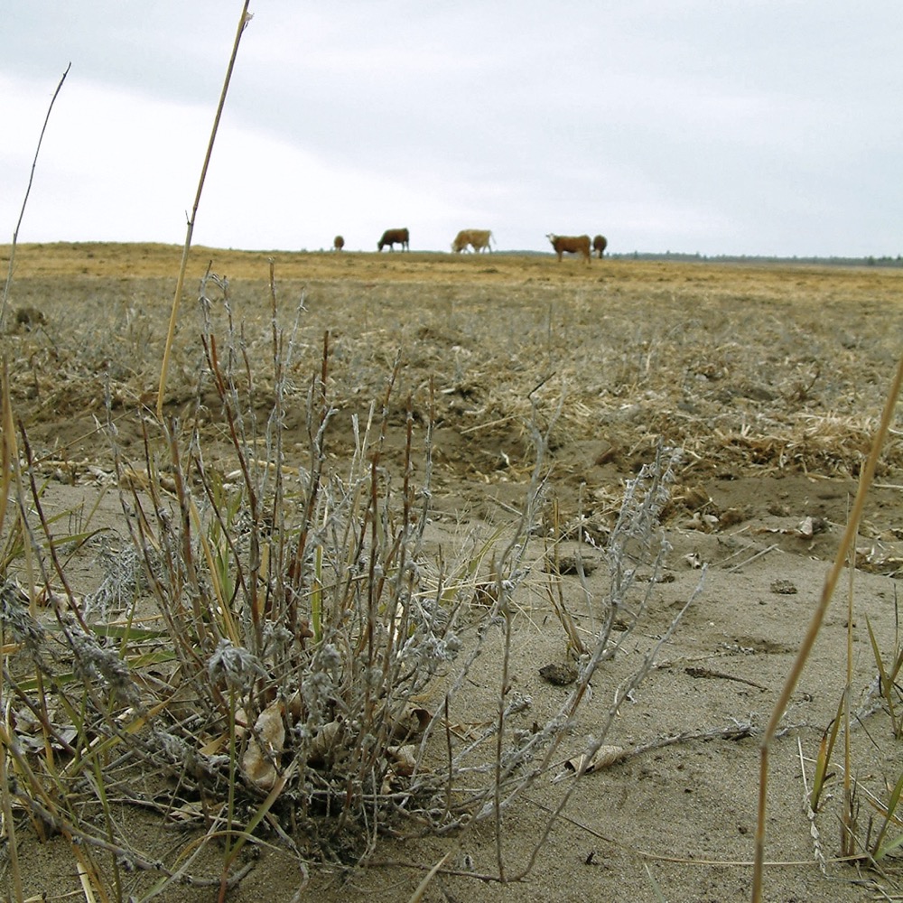 Crops, pastures and haylands throughout Western and Central Canada are parched.