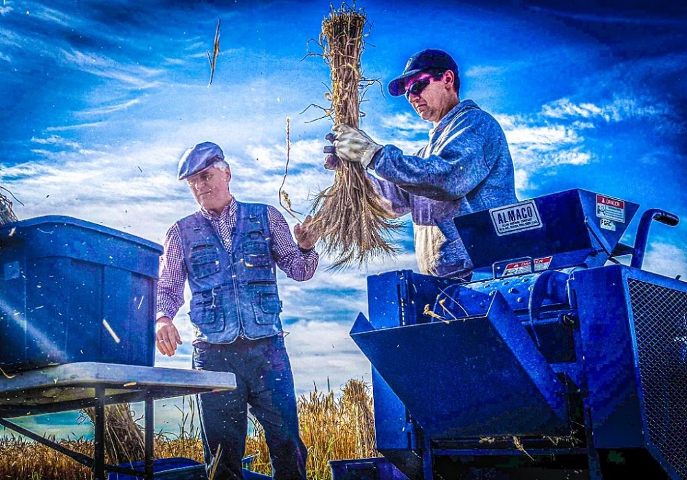 Axel Diederichsen and Travis Sander threshing wheat. 