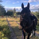 Closing a gate after crossing a pasture in August 2021.