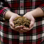A handful of corn silage. It’s easiest to collect a representative sample of silage while filling the pit.