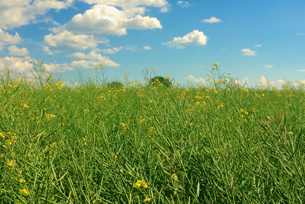 File photo of a canola crop south of Ethelton, Sask. in 2019. (Dave Bedard photo)
