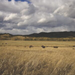 Dry pastures can mean vitamin A deficiencies in both cows and calves this fall.