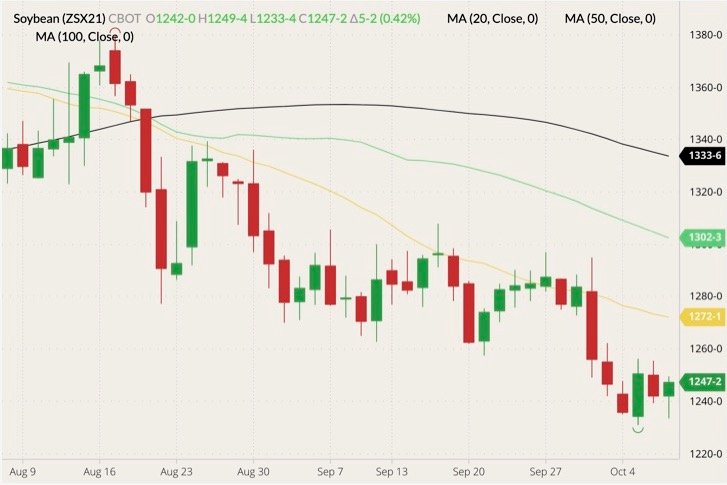 CBOT November 2021 soybeans (candlesticks) with 20-, 50- and 100-day moving averages (yellow, light green and black lines). (Barchart)
