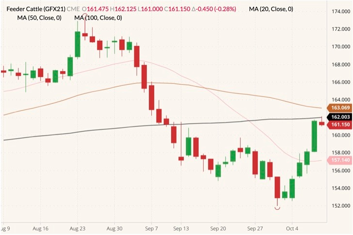 CME November 2021 feeder cattle (candlesticks) with 20-, 50- and 100-day moving averages (pink, brown and black lines). (Barchart)
