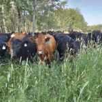 Photo taken in July 2021 on land Kenyon has been managing since 1999. It takes time to repair the land, but regenerative grazing can create resilience to drought.