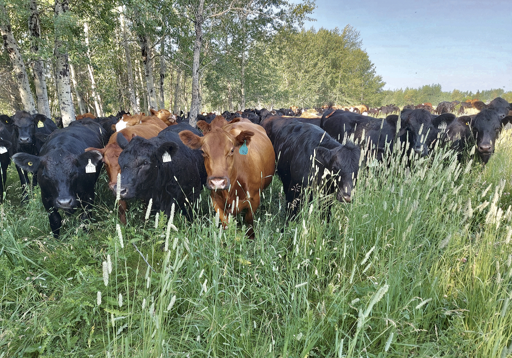 Photo taken in July 2021 on land Kenyon has been managing since 1999. It takes time to repair the land, but regenerative grazing can create resilience to drought.