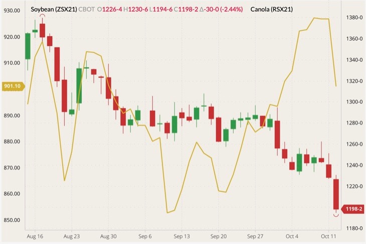 CBOT November 2021 soybeans (candlesticks) with ICE November 2021 canola (yellow line, left column). (Barchart)
