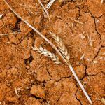 Drought and searing heat have had a severe impact on feed crops such as corn, wheat and soybeans.