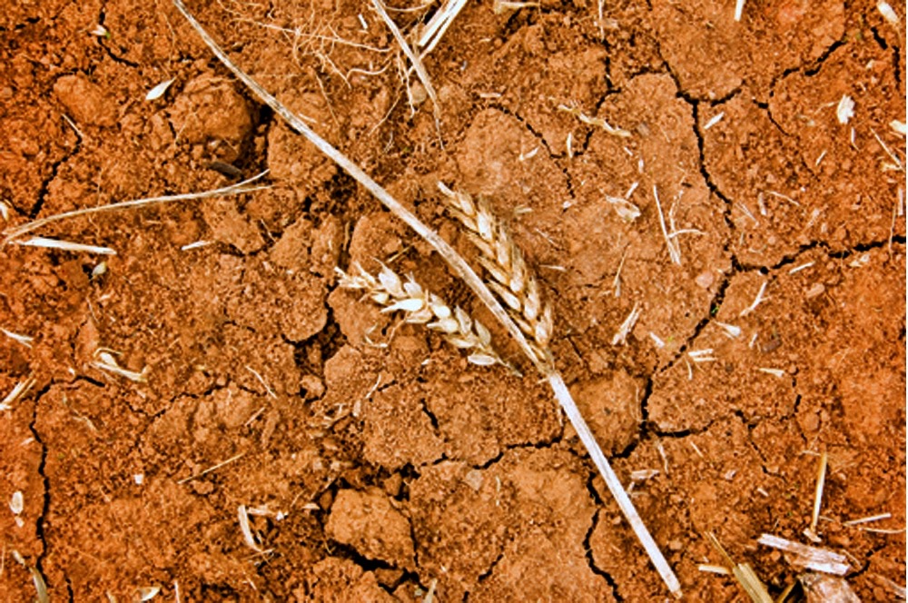 Drought and searing heat have had a severe impact on feed crops such as corn, wheat and soybeans.