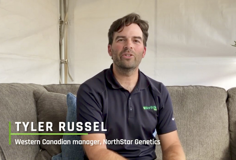 VIDEO: Breeding corn for cows, not combines