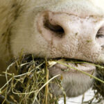 How does your feed measure up? This livestock nutritionist decodes the numbers.