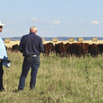 Sky West Salers and PW Stock Farm hosted farm tours during the Salers Association of Canada AGM.