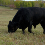 Once breeding season ends, it’s important to get breeding bulls back in shape.