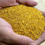 Dried distiller grains are an excellent source of crude protein and intermediate to excellent sources of energy.