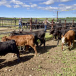 The preconditioning study includes 250 calves raised at W.A. Ranches and fully preconditioned, along with another 250 purchased, conventionally weaned calves.