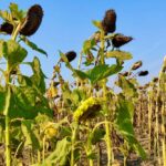 A sunflower crop north of St. Adolphe, Man. on Sept. 19, 2021. (Dave Bedard photo)