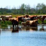 The extreme heat cattle endured this past summer from soaring temperatures was a perfect example of potential water stress.
