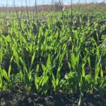 A University of Manitoba survey collected information from 281 early adopters who grew over 100,000 acres of cover crops on the Prairies in 2020
