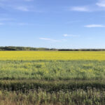 Canola regrowth blooming in Manitoba’s Interlake in late September. Beware high nitrates and other issues when grazing canola regrowth and consider using an electric fence to control intake.