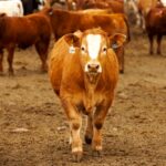 cow in a feedlot