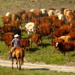 CCA reports: Stewardship, mentorship and resilience