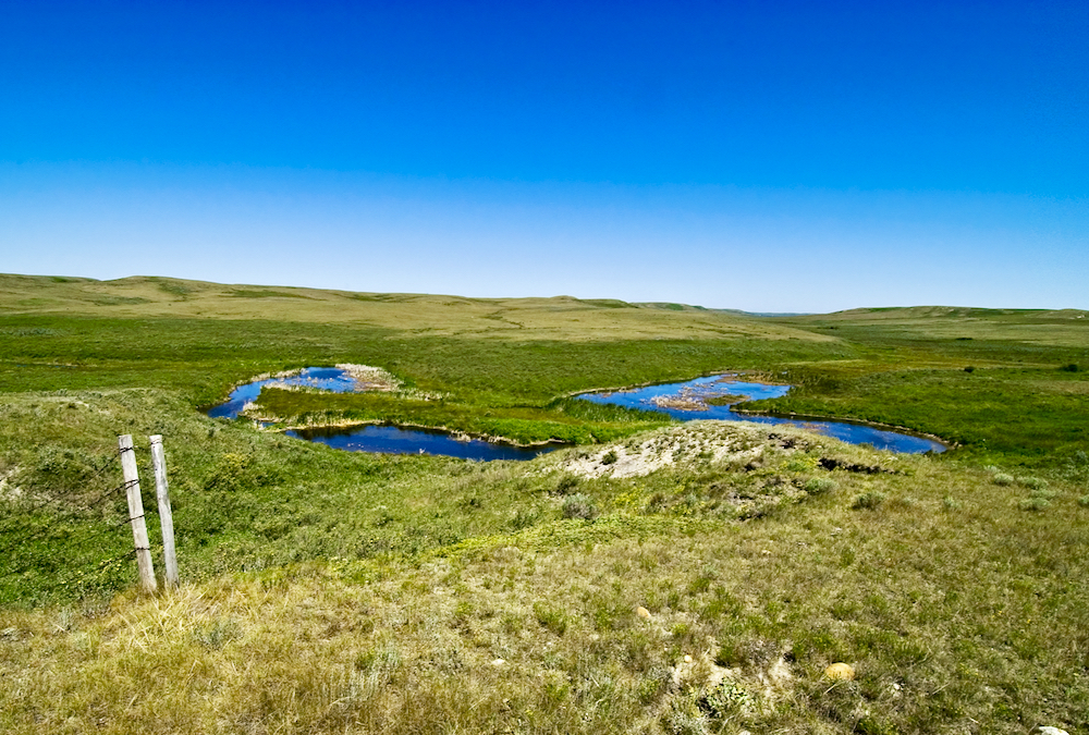 Moist areas in otherwise dry pastures can offer prime habitats for lungworms.